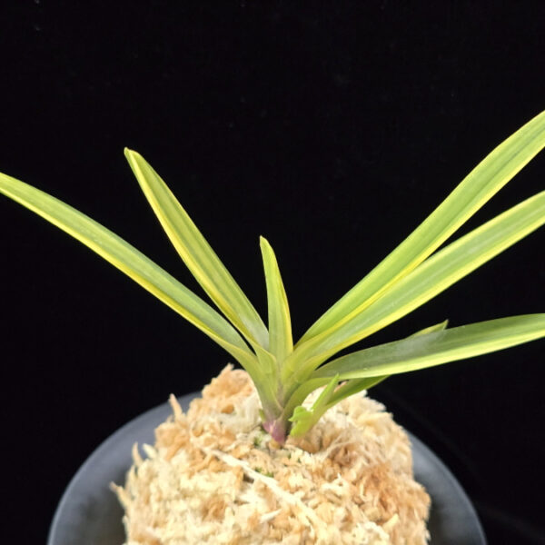 금강금 金剛錦 Kongou Nishiki