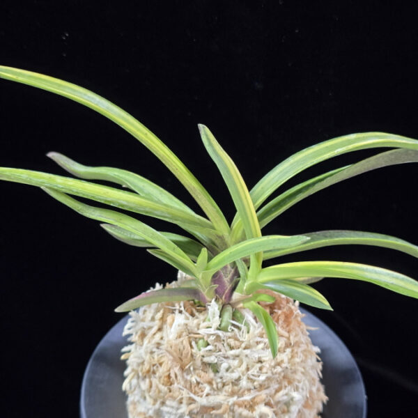 추홍금 秋紅錦 Shukou Nishiki