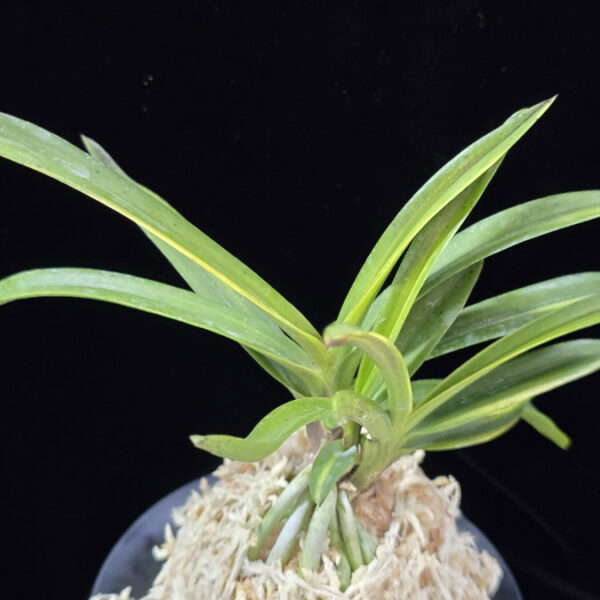 추홍금 秋紅錦 Shukou Nishiki