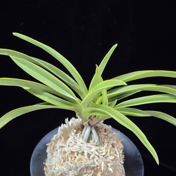 설중송 雪中松 Seoljungsong (Secchusho)