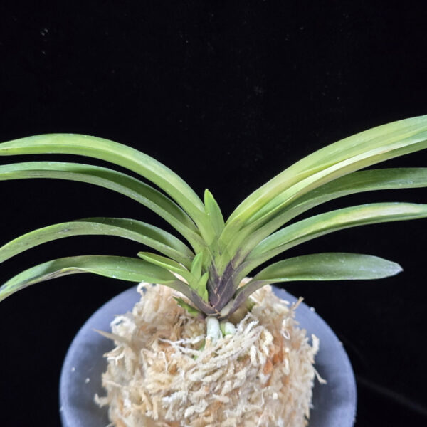 음풍호호 吟風虎縞 Ginfu Tora Shima