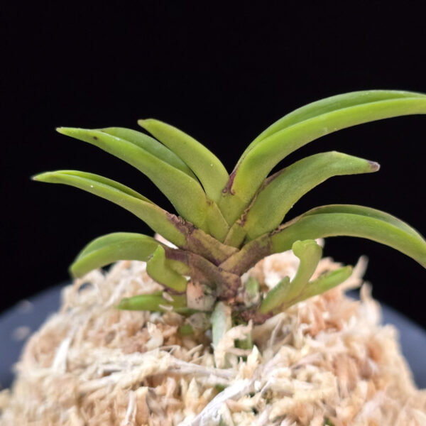 변경환 弁慶丸 Benkeimaru