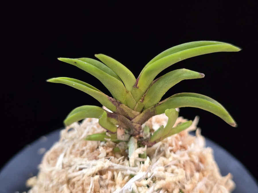 변경환 弁慶丸 Benkeimaru 변경환 弁慶丸 Benkeimaru