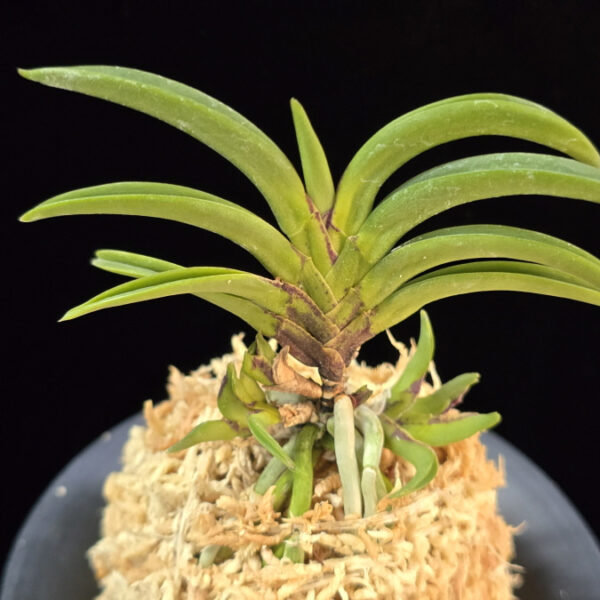 변경환 弁慶丸 Benkeimaru