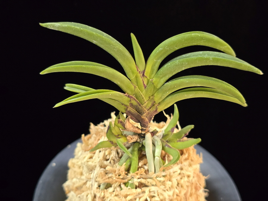 변경환 弁慶丸 Benkeimaru 변경환 弁慶丸 Benkeimaru