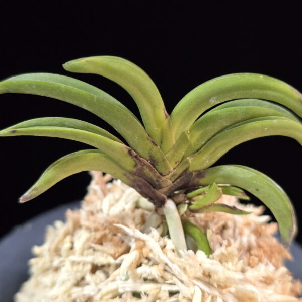 변경환 弁慶丸 Benkeimaru