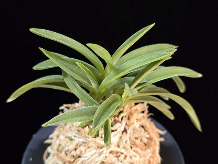 풍명전 豊明殿 Homeiden 풍명전 豊明殿 Homeiden