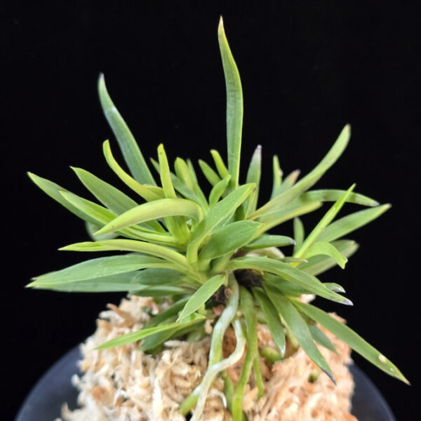 용사자 龍獅子 Yongsaja (Ryujishi)