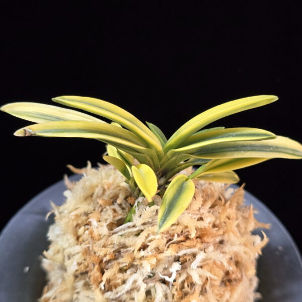 성대호 聖代縞 Sedai Shima