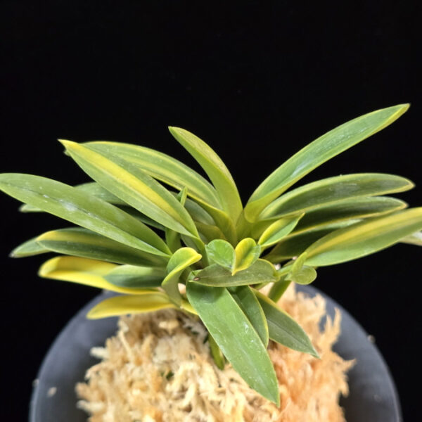 성대호 聖代縞 Sedai Shima