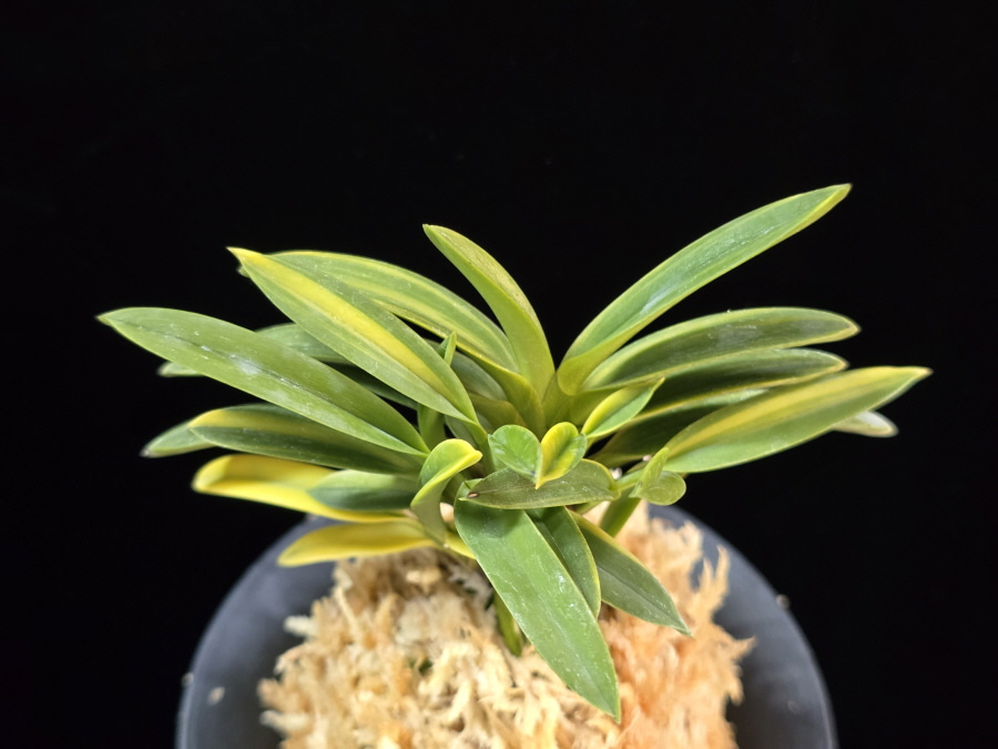 성대호 聖代縞 Sedai Shima 성대호 聖代縞 Sedai Shima