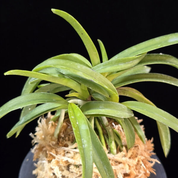 대풍해 大楓海 Daepunghae (Onamiseikai Benikaedae)