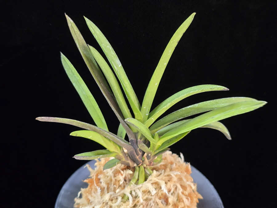 여의봉 如意棒 Yeoeuibong 여의봉 如意棒 Yeoeuibong