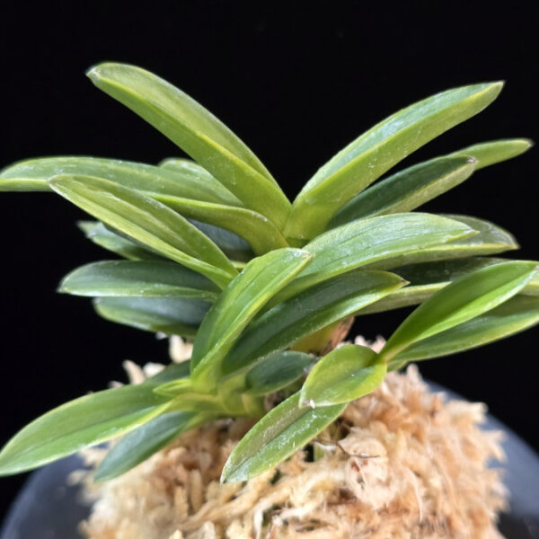 성관 聖冠  Seonggwan