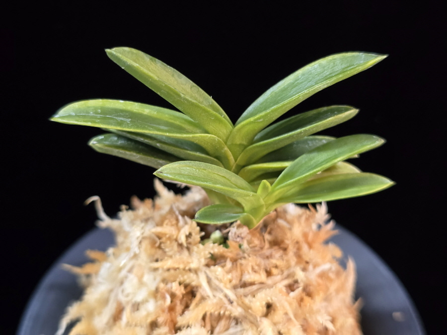 성관 聖冠 Seonggwan 성관 聖冠 Seonggwan