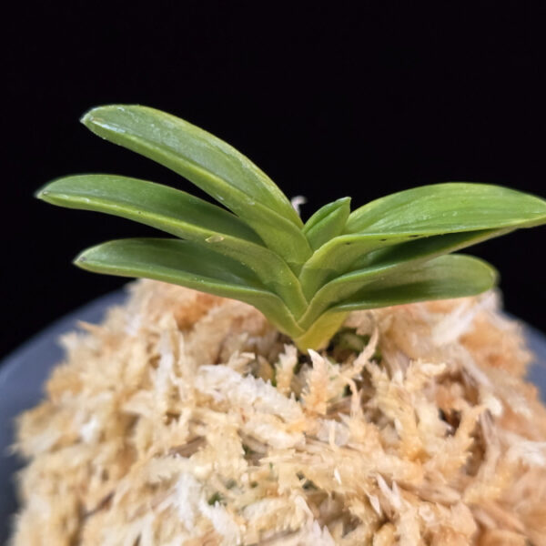 성관 聖冠  Seonggwan