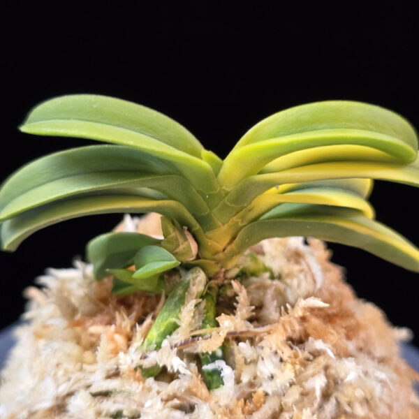 수해호반 樹海虎班 Jukaitora