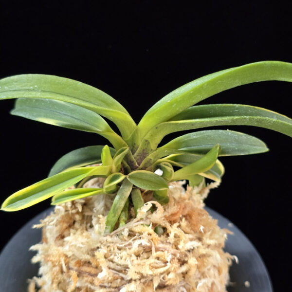 동해복륜 東海復輪 Tokai Fukurin