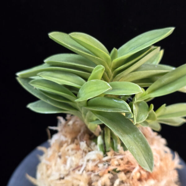 청력 青力 Seiryoku