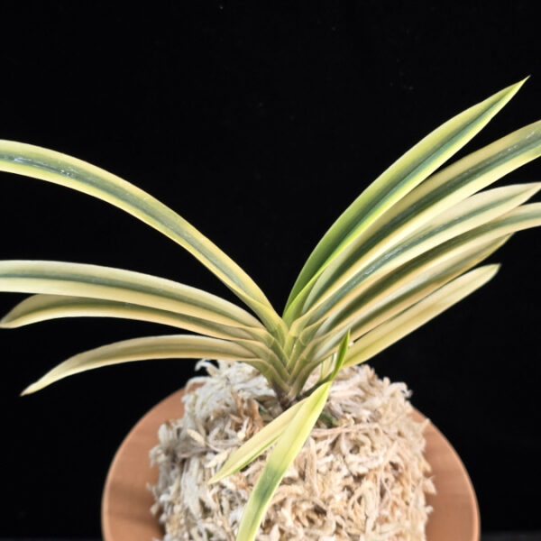 영호 影虎 Kagetora