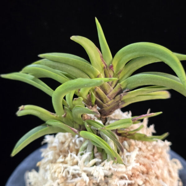 변경환 弁慶丸 Benkeimaru