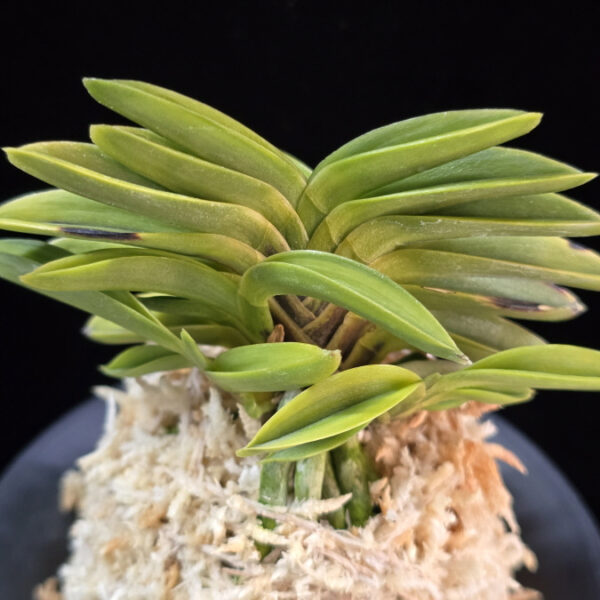 몽환복륜 夢幻覆輪 Mugen fukurin