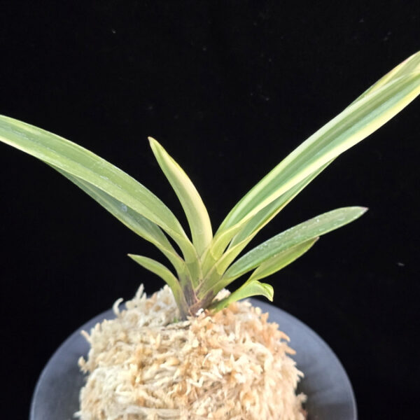 유리 琉璃 Yuri (Amami Kanpaku)