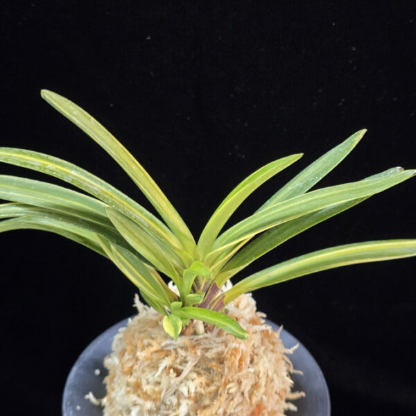 보금 宝錦 Takaranishiki