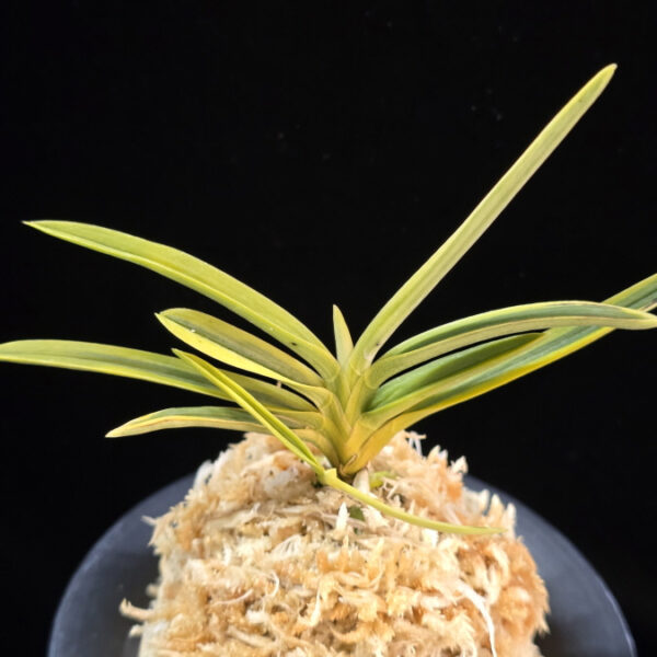 호박전 琥珀殿 Kohakuden