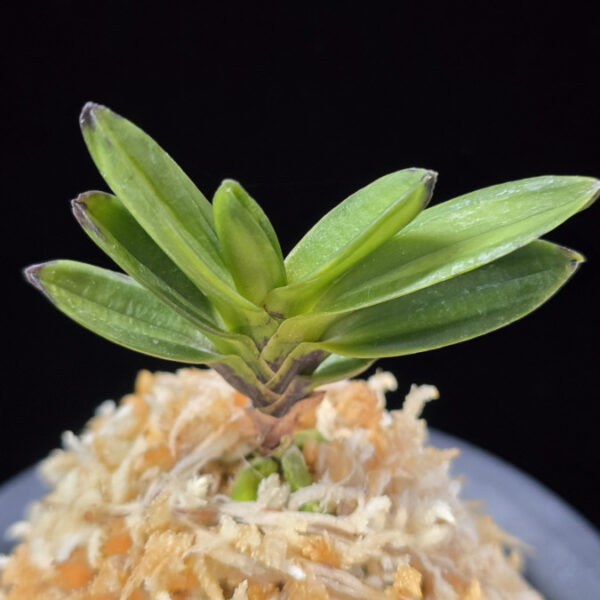 용천문 龍天門 Ryongcheonmun