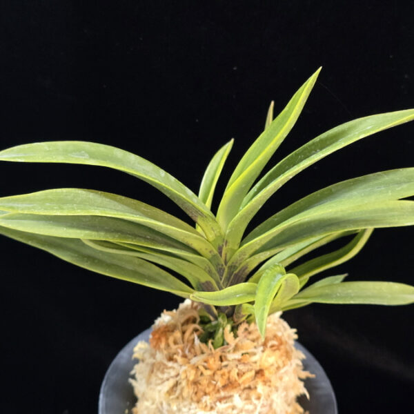 흑영 黑英 Heukyeong