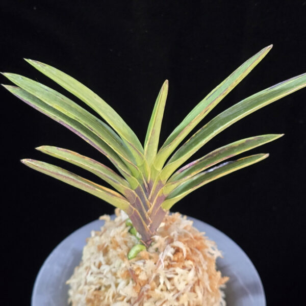 발해 渤海 Balhae