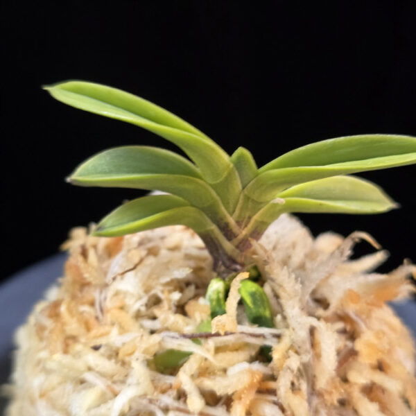 몽환복륜 夢幻覆輪 Mugen fukurin