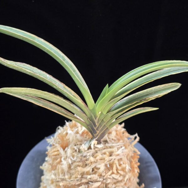 신라 新羅 Sinra (Shiragi)