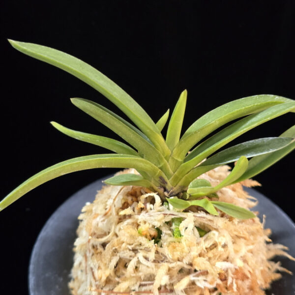 삼소전 三笑殿(万華境) Samsojeon(Mangekyo) (3 spur)