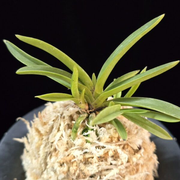 삼소전 三笑殿(万華境) Samsojeon(Mangekyo) (3 spur)