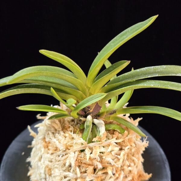 삼소전 三笑殿(万華境) Samsojeon(Mangekyo) (3 spur)