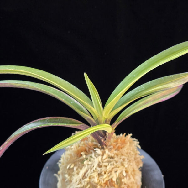 백희설 白熙雪 Baekhuiseol