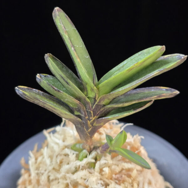 고조선 古朝鮮 Gojoseon(Kochosen)