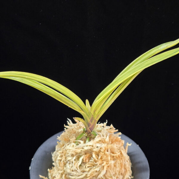 백희설 白熙雪 Baekhuiseol