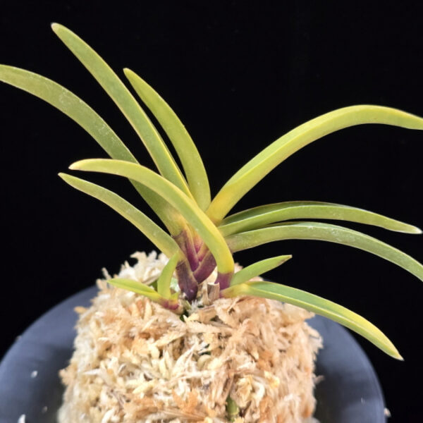 진월 真月 Shingetsu