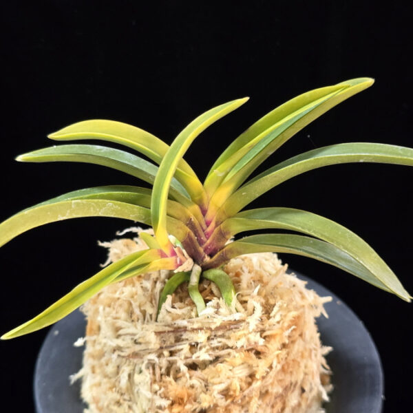 진월 真月 Shingetsu