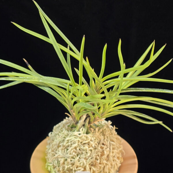 화전 花纏 Hanamatoi (3spur)