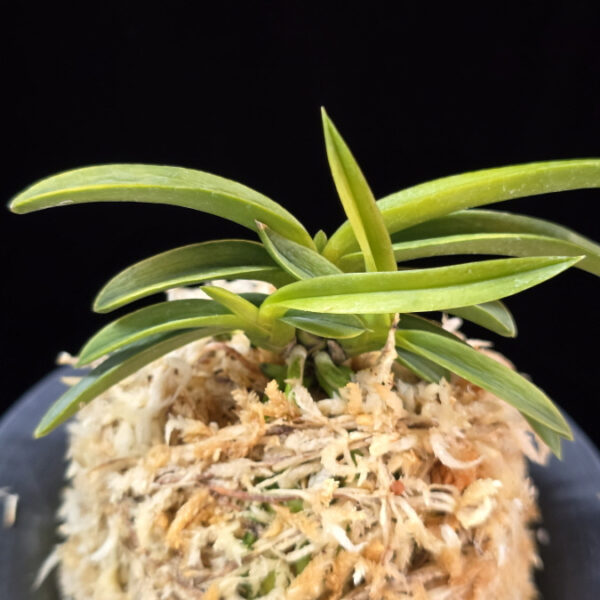 대호 大虎 Daeho (Onamisekai Tora)