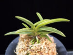 대호 大虎 Daeho (Onamisekai Tora)