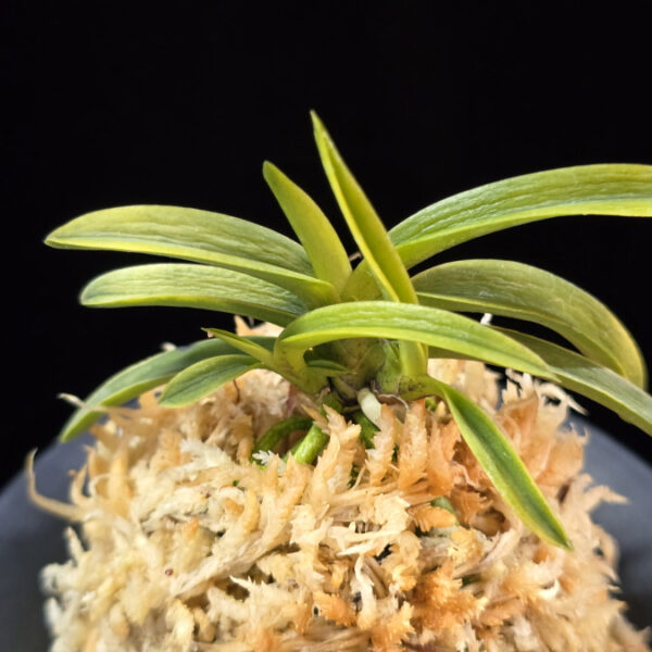 대호 大虎 Daeho (Onamisekai Tora)