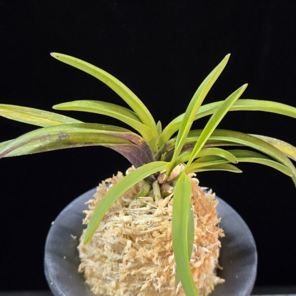 산취설 山吹雪 Yamafubuki