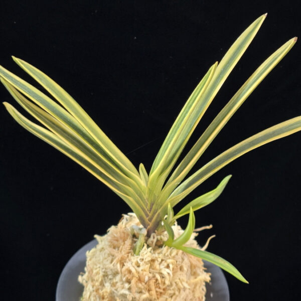 대관 大観 Daegwan(Taikan)