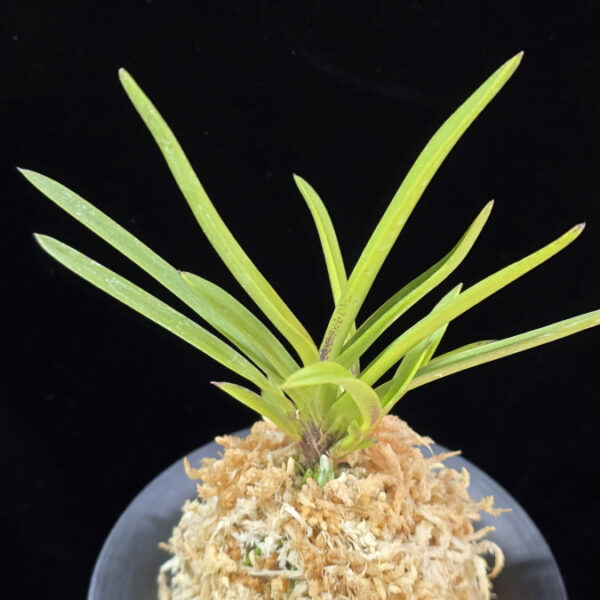 삼원홍 三元紅 Samwonhong (3 spur)