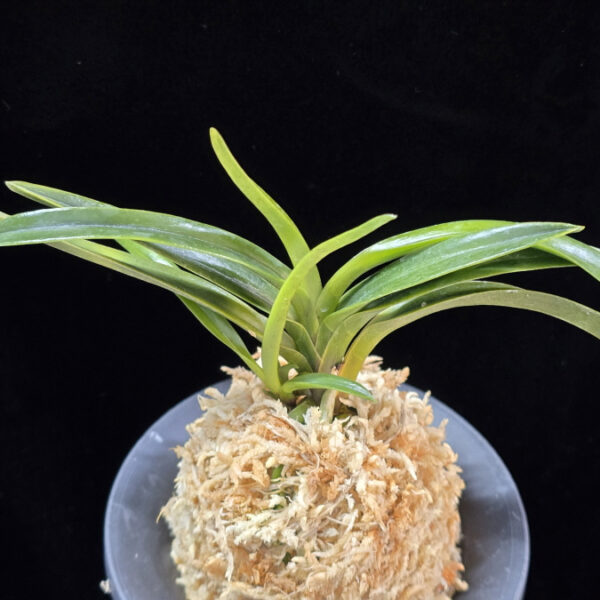 감벽 紺碧 Konpeki